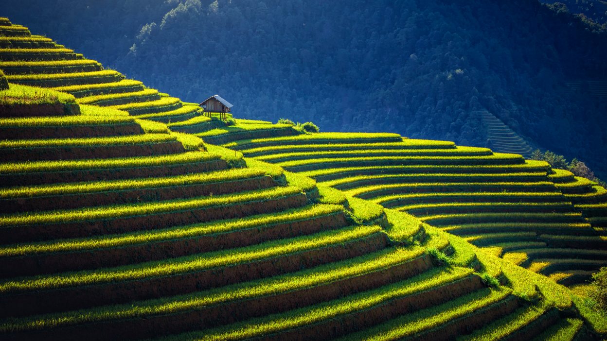 Rice fields on terraced with wooden pavilion at sunrise in Mu Cang Chai, YenBai, Vietnam.